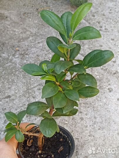 Комнатные растения