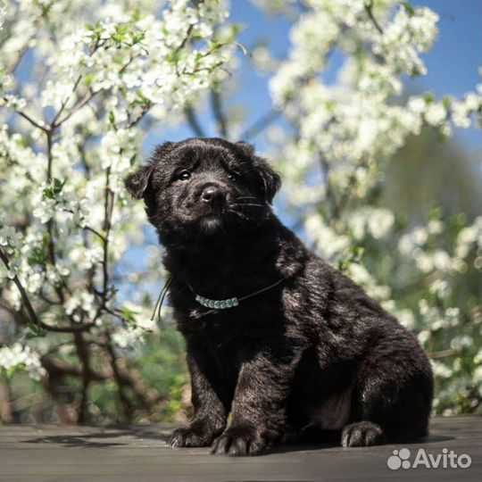 Щеночки, разных окрасов в добрые руки