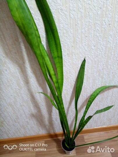 Сансевиерия - щючий хвост,тещин язык 2 шт