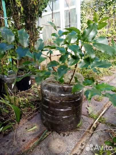 Магония поддуболистная