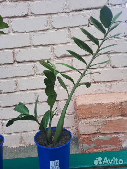 Замиокулькас