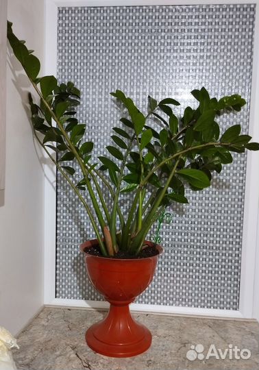 Замиокулькас