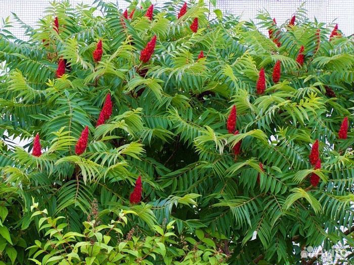 Саженцы сумах оленерогий