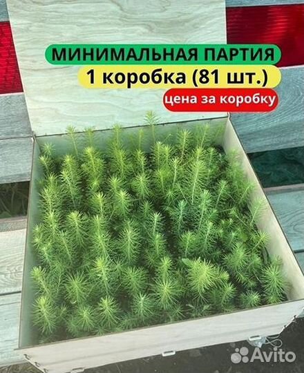 Саженцы сосны обыкновенной зкс