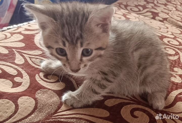 Котята