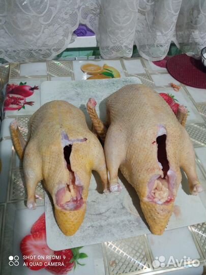 Индоутки на мясо