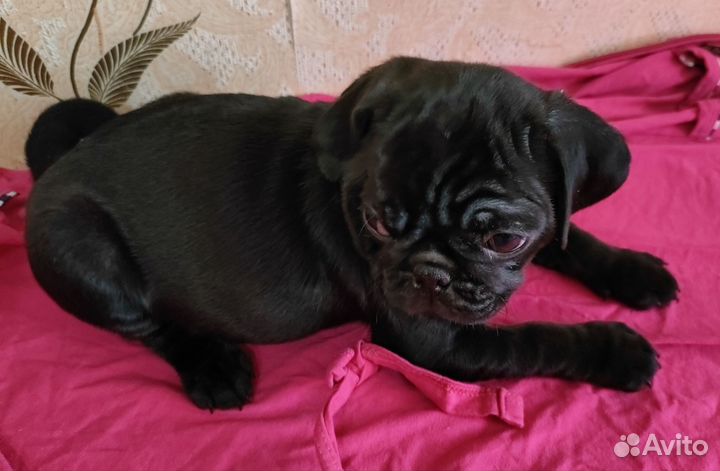 Щенки мопса