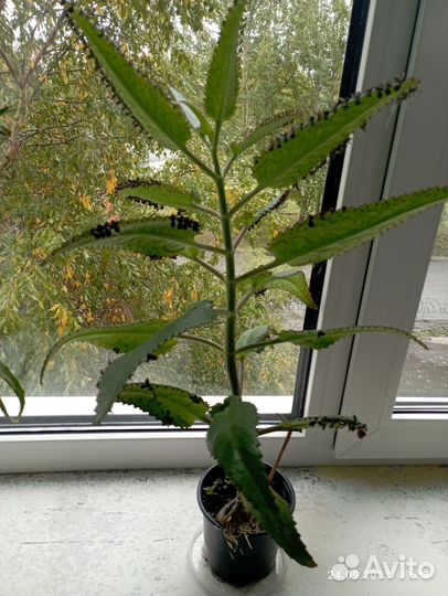 Каланхоэ лечебный