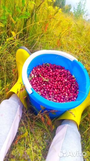 Клюква и брустника