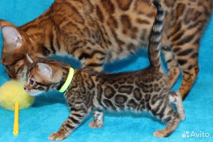 Бенгальский котенок