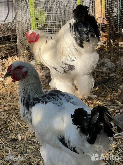 Петухи Брама Колумбийская