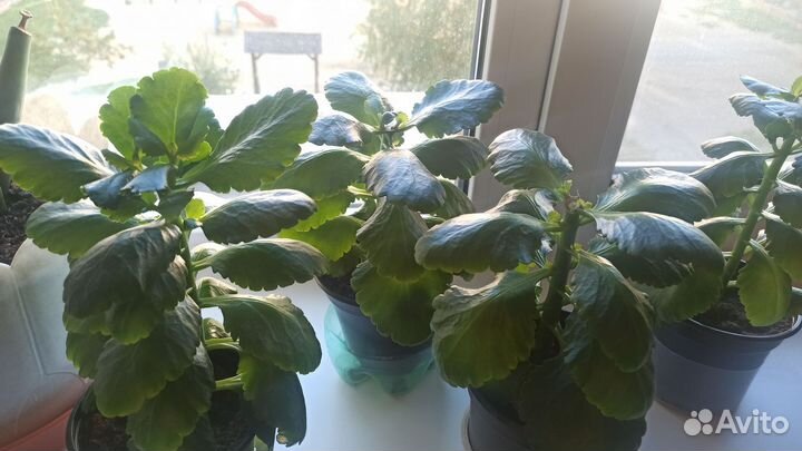 Каланхоэ цветущий