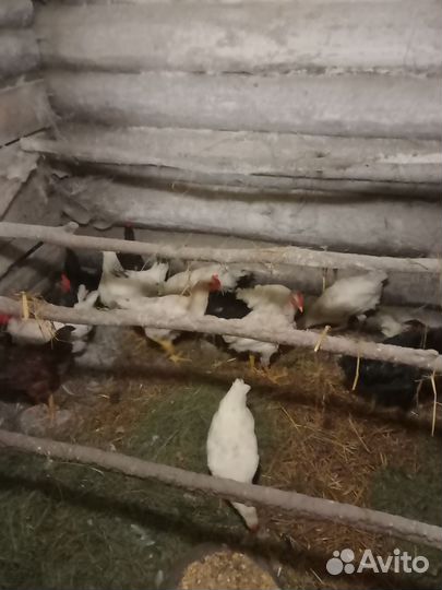 Молодые петухи