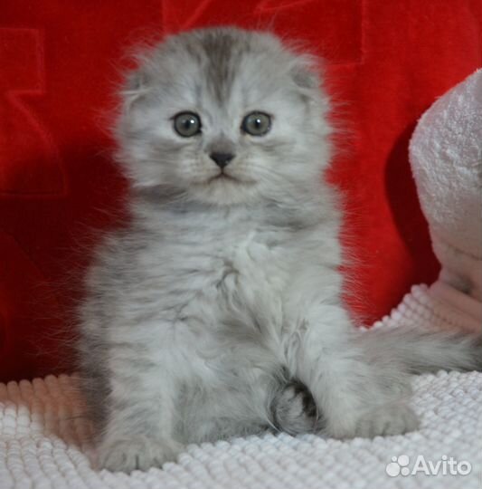 Серебристый хайленд