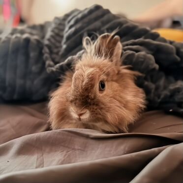 Карликовый кролик