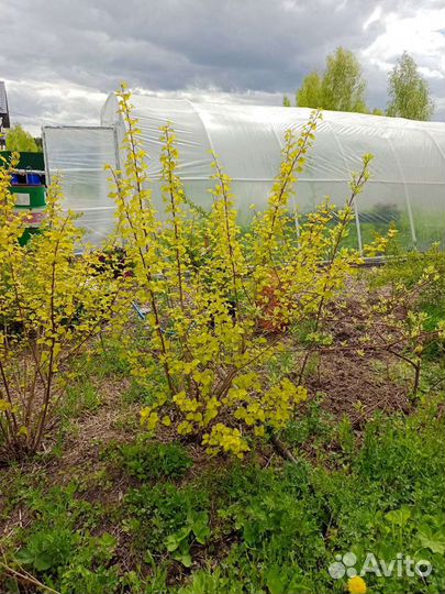 Декоративные кустарники