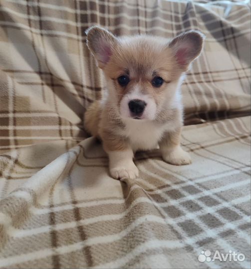 Щенки Вельш-корги пемброк