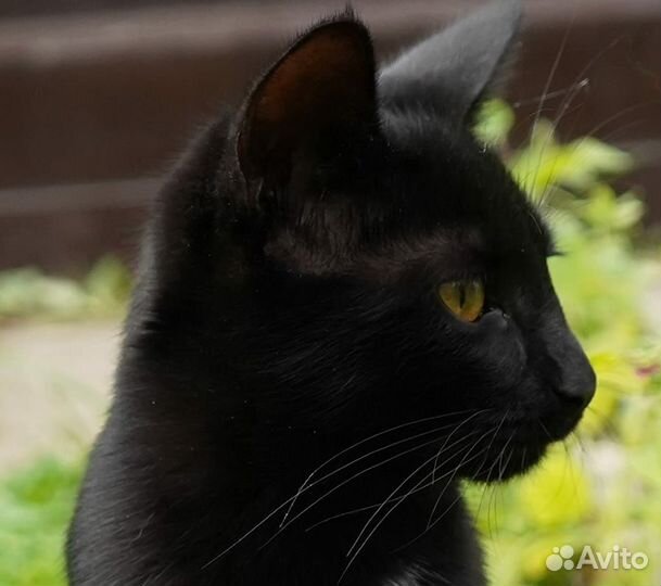 В добрые руки