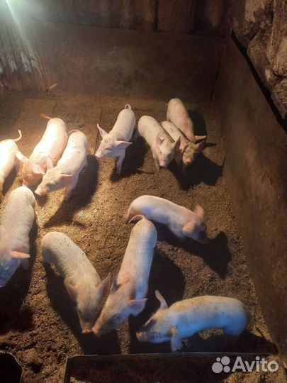 Поросята ландрас