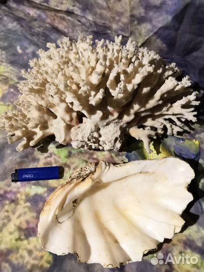 Коралл и ракушка