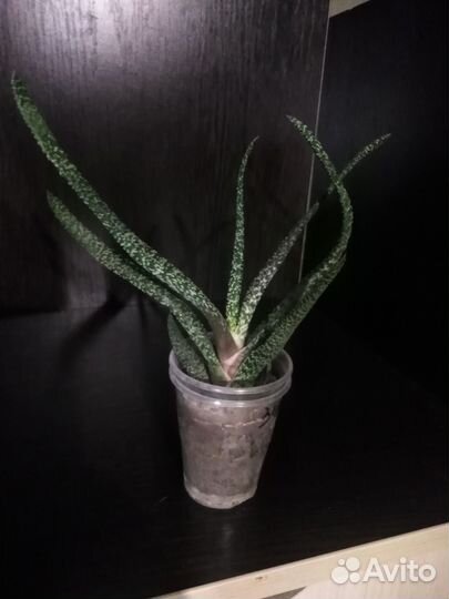 Гастерия бородавчатая