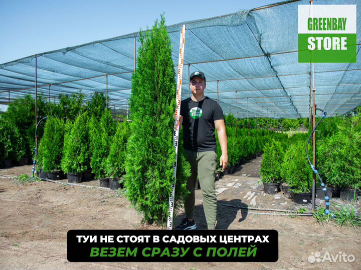 Туя брабант, смарагд