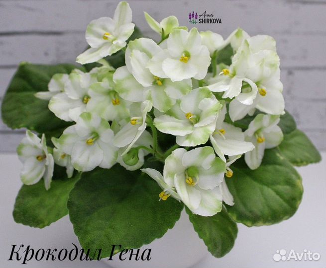 Сортовые фиалки