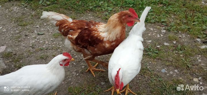 Молодые петушки