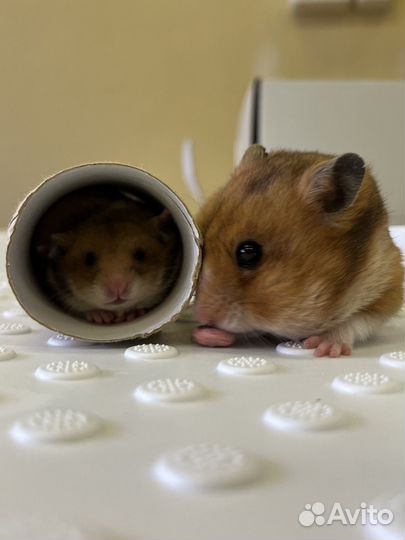 Сирийские хомячки малыши