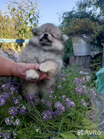Малый немецкий шпиц щенки