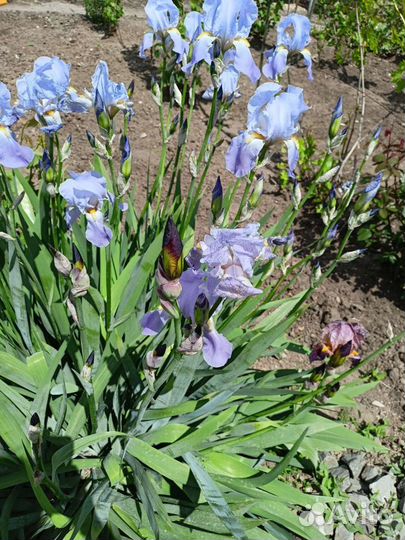Ирисы луковицы