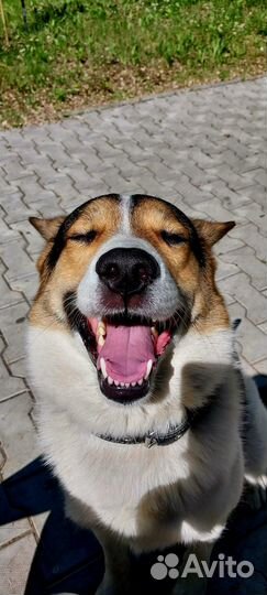 Передержка домашних животных