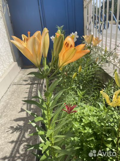 Цветы лилии