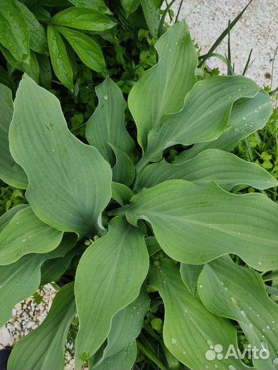 Хоста, Бадан