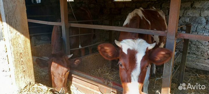 Быки и тёлочки на мясо