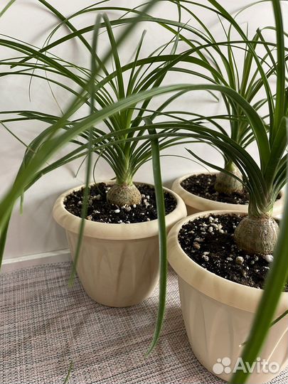 Бокарнея нолина