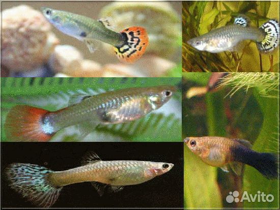 Продаю гуппи