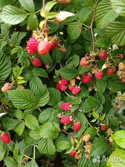 Саженцы малины, выведенной Казаковым И. В