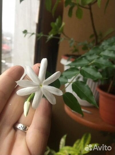 Жасмин, карисса, Гибискус