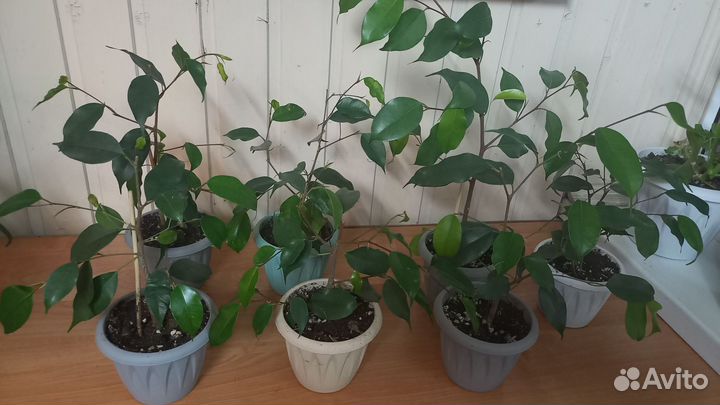 Фикус бенджамина