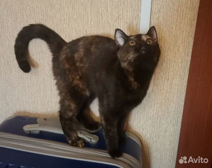 Кошка Шотландская со стоячими ушами