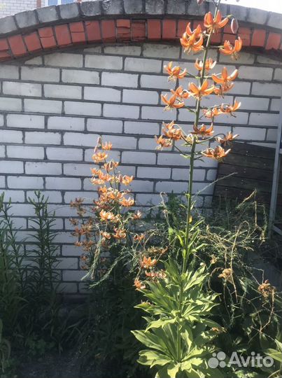 Лилии луковицы