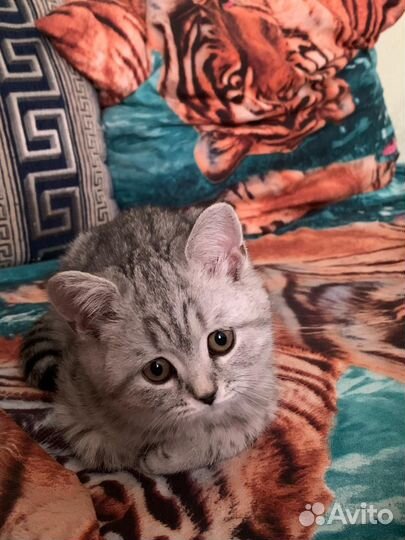 Шотландский котёнок, девочка