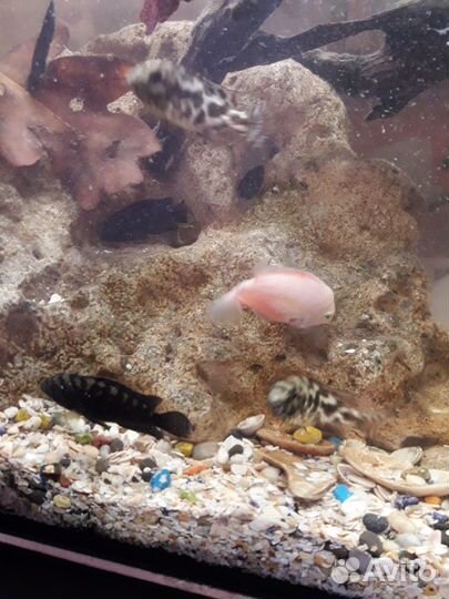 Аквариумные рыбки цихлиды