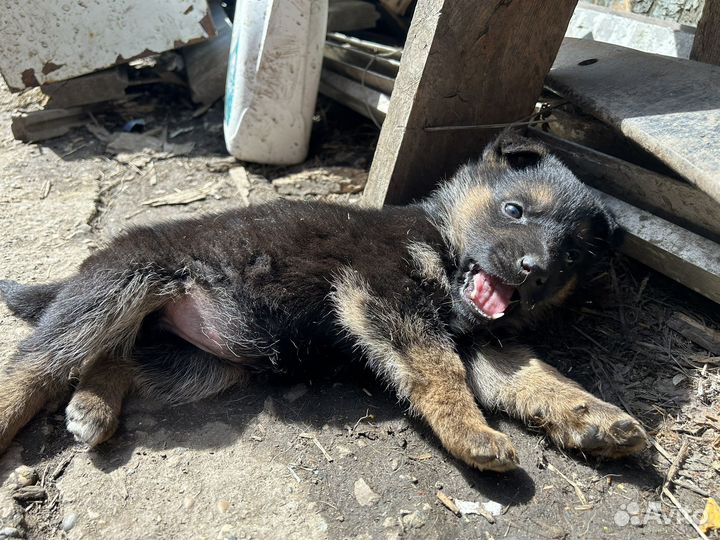 Щенки немецкой овчарки