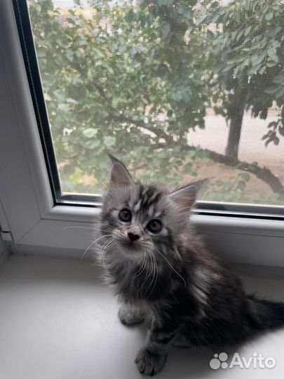 Мейн-кун девочка