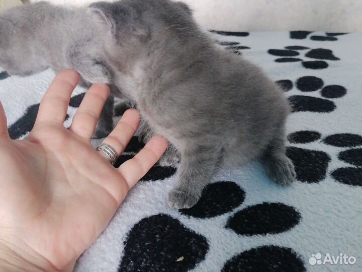 Британская кошка