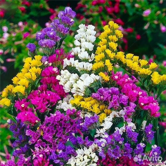 Ива хакуро нишики, агератум, статица