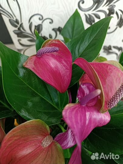 Антуриум Сирано