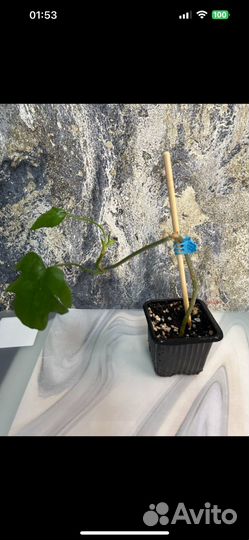 Филодендрон Майо